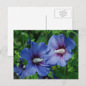 Carte Postale Les Fleurs de Blue Hibiscus (Devant / Derrière)