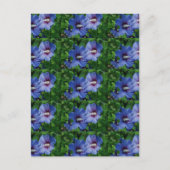 Carte Postale Les Fleurs de Blue Hibiscus (Devant)
