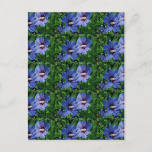 Carte Postale Les Fleurs de Blue Hibiscus