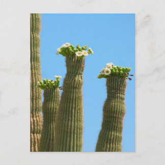 Carte Postale Les fleurs de cactus du Saguaro