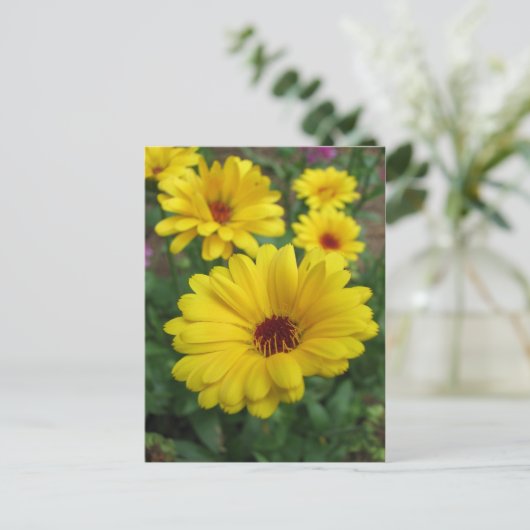 Carte Postale Les fleurs de Calendula (Debout devant)