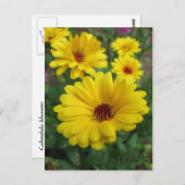 Carte Postale Les fleurs de Calendula (Devant / Derrière)