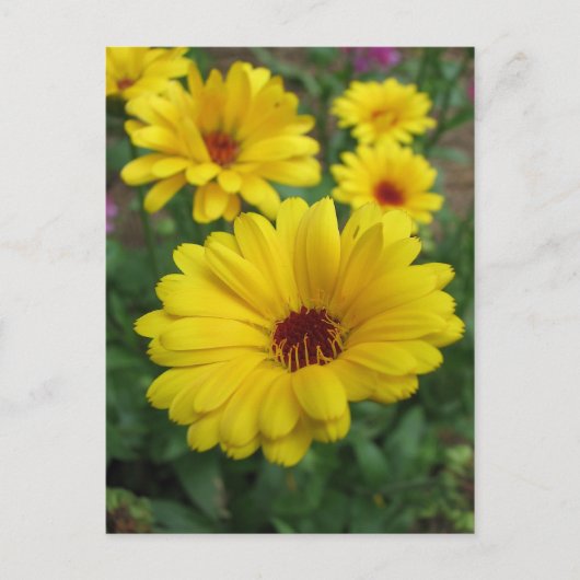 Carte Postale Les fleurs de Calendula (Devant)