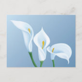 Carte Postale Les fleurs de Calla (Devant)