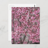 Carte Postale Les fleurs de cerisiers Sakura sont roses (Devant / Derrière)