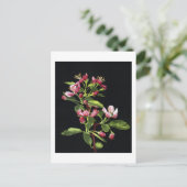 Carte Postale Les fleurs de crabe des Prairies (Debout devant)
