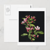 Carte Postale Les fleurs de crabe des Prairies (Devant / Derrière)