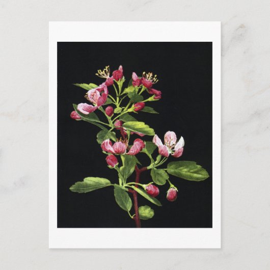 Carte Postale Les fleurs de crabe des Prairies (Devant)
