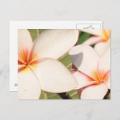 Carte Postale Les fleurs de la Plumeria rose (Devant / Derrière)