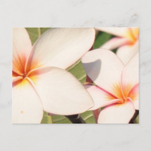 Carte Postale Les fleurs de la Plumeria rose (Devant)