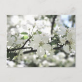 Carte Postale Les fleurs de pomme arbre de printemps Photographi (Devant)