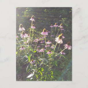 Carte Postale Les fleurs d'échinacée au soleil