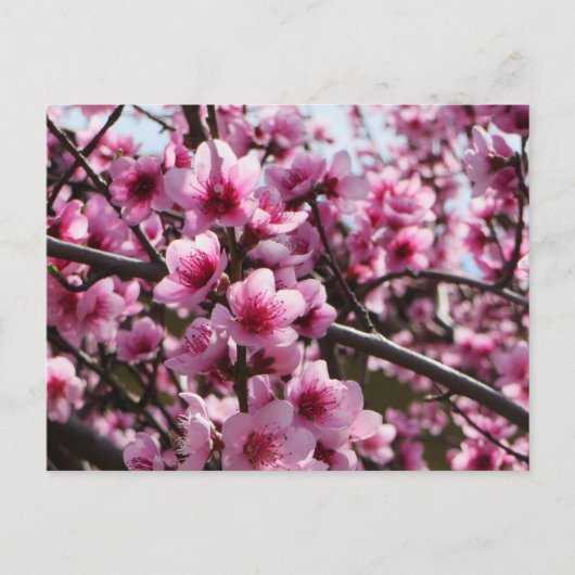 Carte Postale Les fleurs du printemps (Devant)