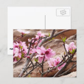 Carte Postale Les fleurs du printemps sur les rochers de Sion (Devant / Derrière)