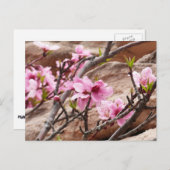 Carte Postale Les fleurs du printemps sur les rochers de Sion (Devant / Derrière)