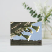 Carte Postale Les fleurs du Saguaro (Debout devant)