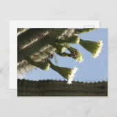 Carte Postale Les fleurs du Saguaro (Devant / Derrière)