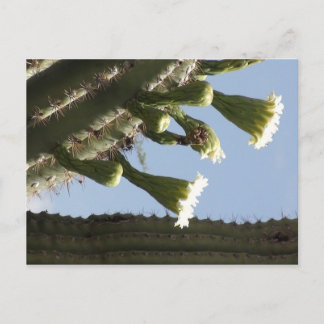Carte Postale Les fleurs du Saguaro