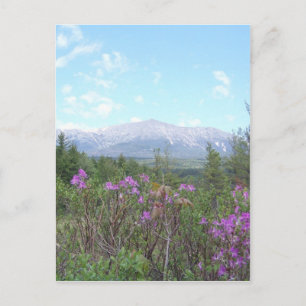 Carte Postale Les fleurs et la montagne
