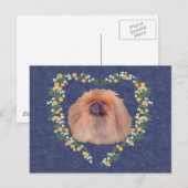 Carte Postale Les fleurs orange de Pekingese (Devant / Derrière)