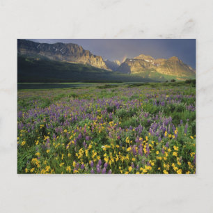 Carte Postale Les fleurs sauvages des Prairies remplissent une p