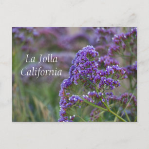 Carte Postale Les fleurs violettes à La Jolla
