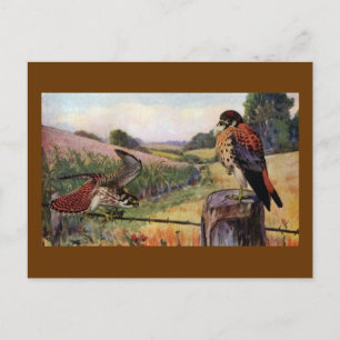 Carte Postale Les foulards américains sur une clôture à fil barb