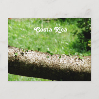 Carte Postale Les fourmis à découper de feuilles au Costa Rica