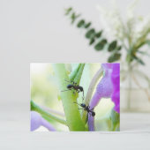 Carte Postale Les fourmis dans mon Plante (Debout devant)