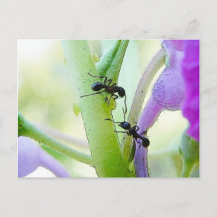 Carte Postale Les fourmis dans mon Plante