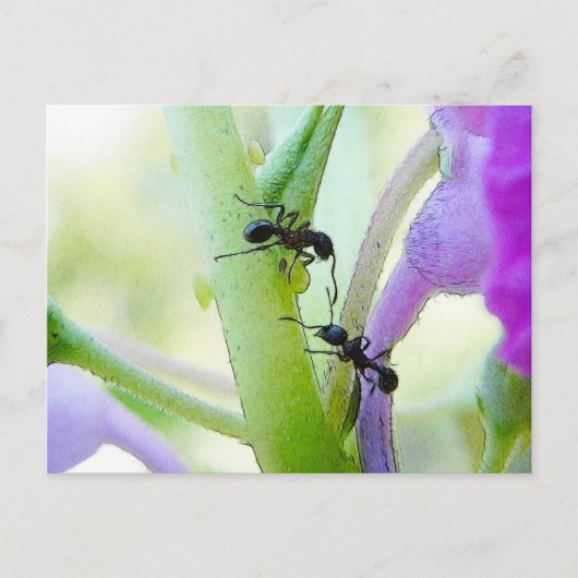 Carte Postale Les fourmis dans mon Plante (Devant)