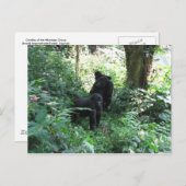 Carte Postale Les gorilles de montagne (Devant / Derrière)