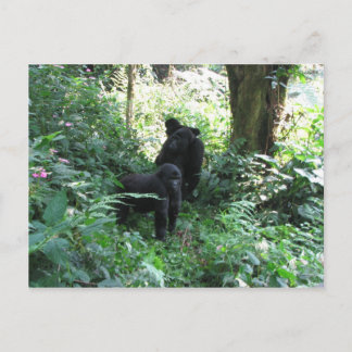 Carte Postale Les gorilles de montagne