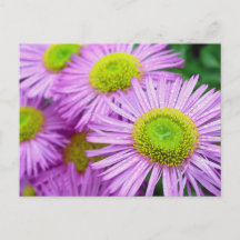 Les gouttes de pluie sur Asters
