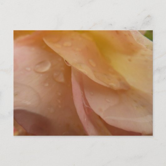 Carte Postale Les gouttes de pluie sur les pétales Roses Peach F (Devant)