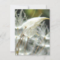 Les graines de Dandelion Embrassent la nature sens
