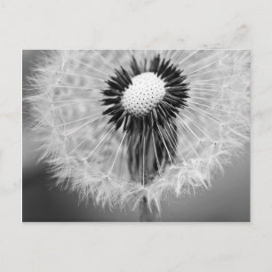 Carte Postale Les graines de demain