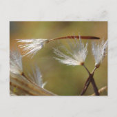 Carte Postale Les graines de pissenlit transportent un ami, Symp (Devant)