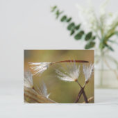 Carte Postale Les graines de pissenlit transportent un ami, Symp (Debout devant)