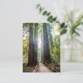 Carte Postale Les grands arbres (Debout devant)