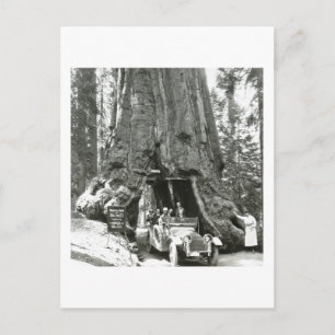 Carte Postale Les grands arbres de Mariposa Grove