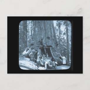 Carte Postale Les grands arbres de Mariposa Grove