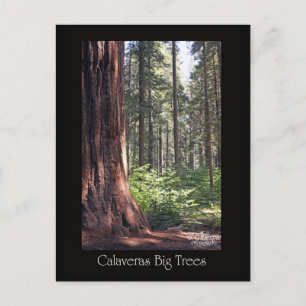 Carte Postale Les grands arbres des Calaveras