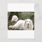 Carte Postale Les Grands Pyrénées poursuivent et chiot (Devant)