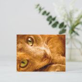 Carte Postale Les grands verts (Debout devant)