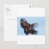 Carte Postale Les Hawks combattent pour le contrôle du ciel (Devant / Derrière)