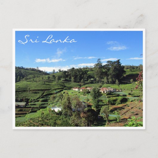 Carte Postale les hills du thé (Devant)