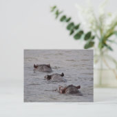 Carte Postale Les hippopotames se baignent (Debout devant)
