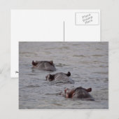 Carte Postale Les hippopotames se baignent (Devant / Derrière)