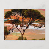 Carte Postale "Les houblons côtiers : Kangaroos sur la rive du p (Devant)